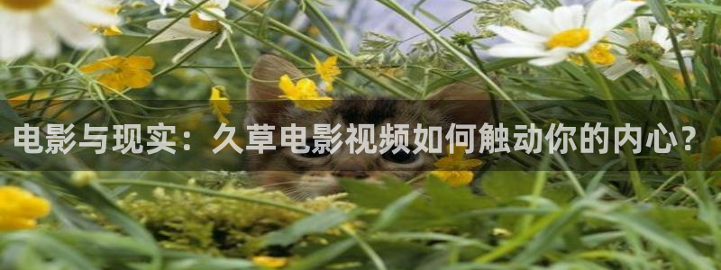 麦田影视免费高清观看电视剧